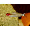 Zwinnik czerwonousty, rodostomus zwinnik